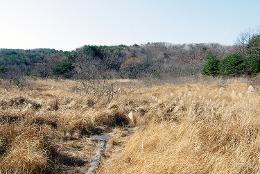 첨부 이미지: 20041113 천성산 무제치늪4